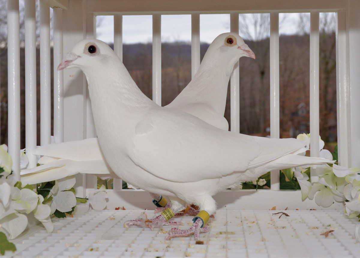 Id Rather Be With My Pigeons Novelty Pigeon Bird Racing Gift Funny Novetly  Mug | eBay
